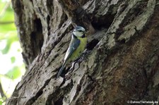 Eine Blaumeise (Cyanistes caeruleus caeruleus) bringt Futter zu den Jungvögeln. Aufgenommen im Naturschutzgebiet Kiesgrube Meschenich.