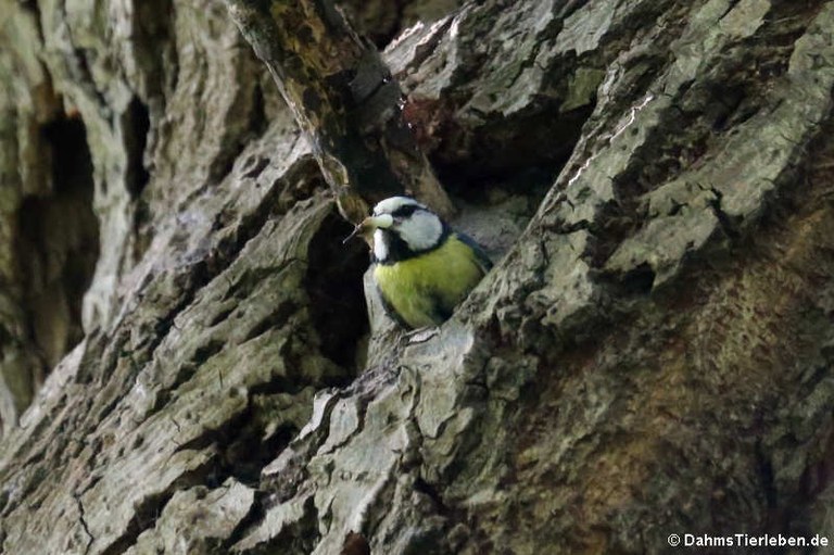 Cyanistes caeruleus caeruleus