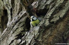 Eine Blaumeise (Cyanistes caeruleus caeruleus) entsorgt den Kot der Jungvögel. Aufgenommen im Naturschutzgebiet Kiesgrube Meschenich