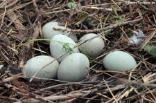 Eier der Höckerschwäne (Cygnus olor) in einem Nest am Rhein in Köln-Sürth