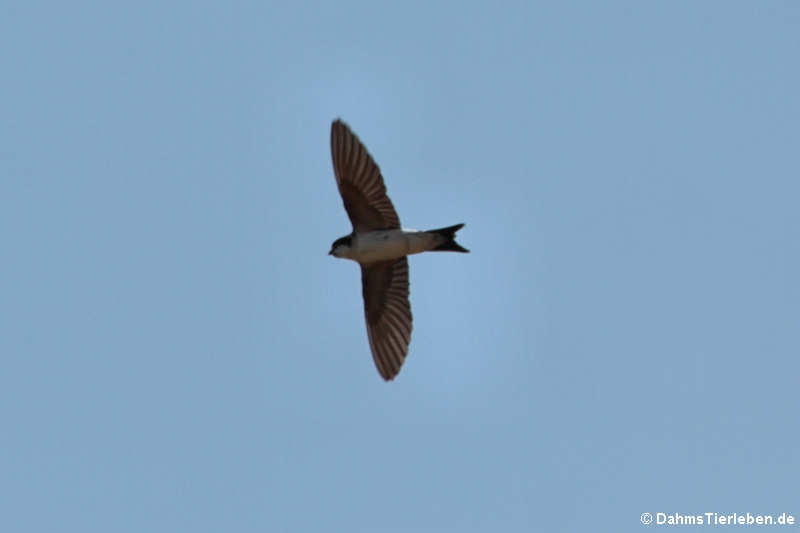 Delichon urbicum urbicum-2