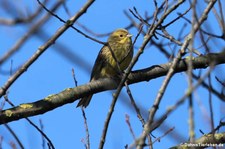 Goldammer (Emberiza citrinella) in Köln-Meschenich