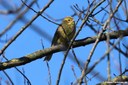 Emberiza citrinella