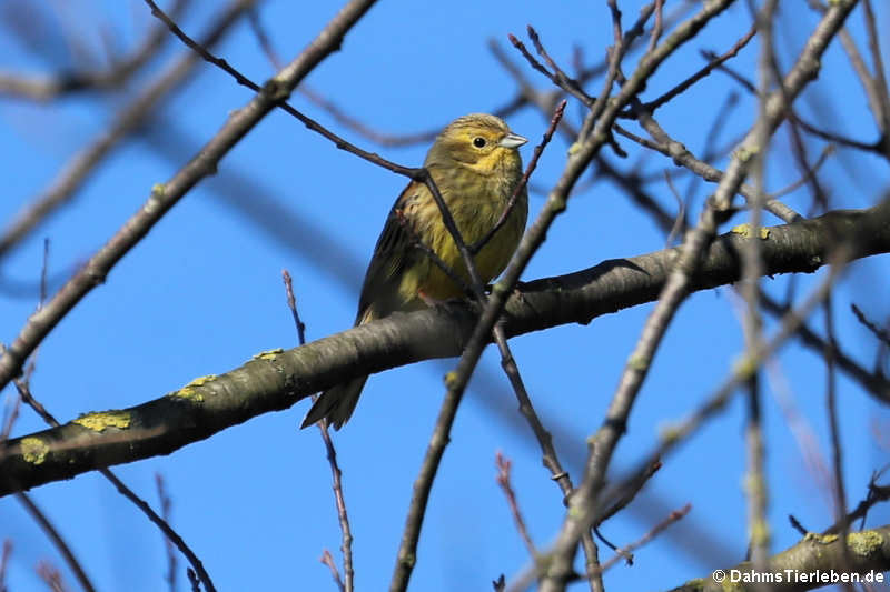 Emberiza citrinella