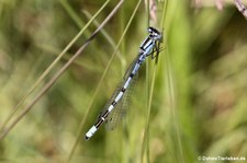 Gemeine Becherjungfer (Enallagma cyathigerum) im Naturschutzgebiet Kiesgrube Meschenich