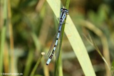 Gemeine Becherjungfer (Enallagma cyathigerum) im Naturschutzgebiet Kiesgrube Meschenich