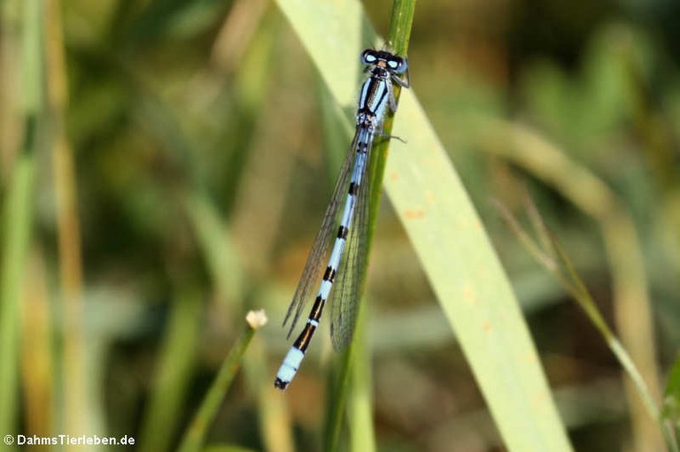 Enallagma cyathigerum