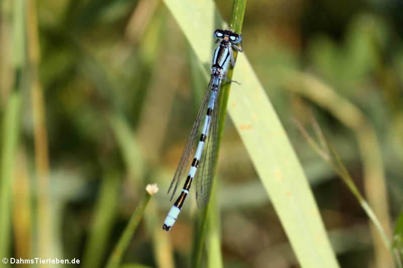 Enallagma cyathigerum