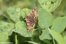 Braune Tageule (Euclidia glyphica) im Naturschutzgebiet Kiesgrube Meschenich