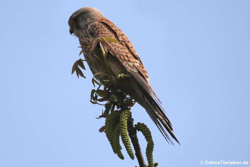 Falco tinnunculus tinnunculus-2