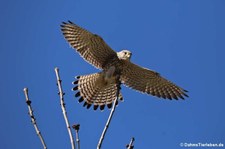 Turmfalke (Falco tinnunculus tinnunculus) in Köln-Porz