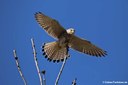 Falco tinnunculus tinnunculus