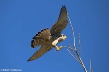 Turmfalke (Falco tinnunculus tinnunculus) in Köln-Porz