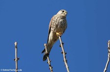 Turmfalke (Falco tinnunculus tinnunculus) in Köln-Porz