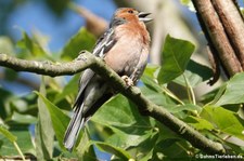 Männlicher Buchfink (Fringilla coelebs coelebs) im Naturschutzgebiet Entenfang in Wesseling