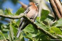 Fringilla coelebs coelebs