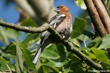 Männlicher Buchfink (Fringilla coelebs coelebs) im Naturschutzgebiet Entenfang in Wesseling