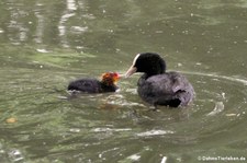 Blässrallen oder Blässhühner (Fulica atra atra) in Köln-Lindenthal