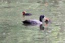 Fulica atra