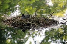 Blässralle oder Blässhuhn (Fulica atra atra) in Köln-Lindenthal