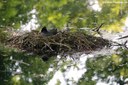 Fulica atra atra