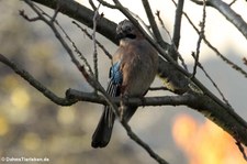 Eichelhäher (Garrulus glandarius glandarius) im Kölner Süden