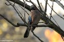 Garrulus glandarius glandarius