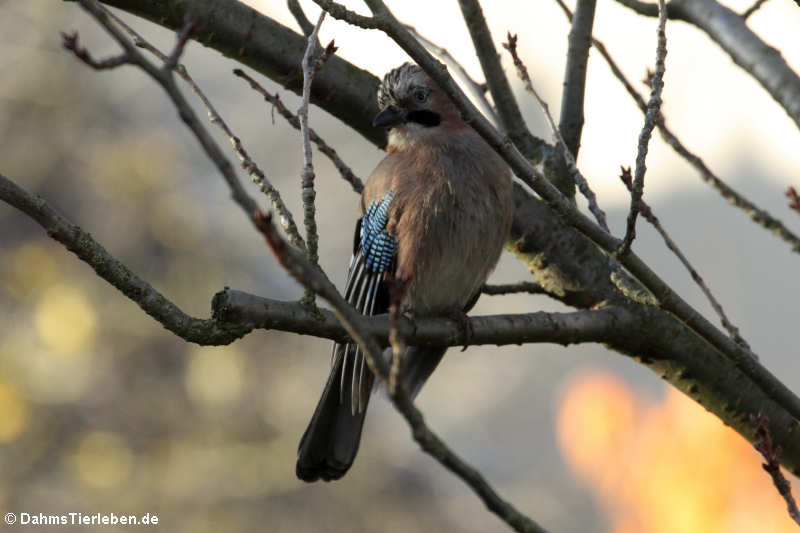 Garrulus glandarius glandarius