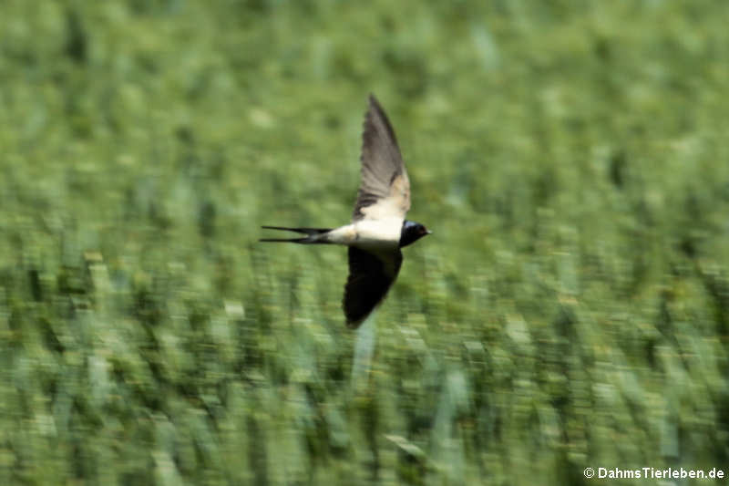 Hirundo rustica rustica-2