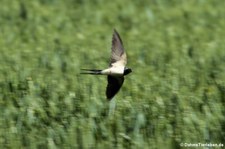 Rauchschwalbe (Hirundo rustica rustica) im Köln-Höningen