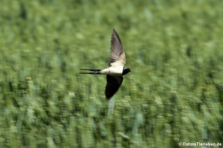 Hirundo rustica