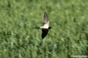 Hirundo rustica