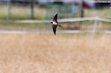 Rauchschwalbe (Hirundo rustica rustica) im Köln, Porz-Langel