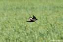 Hirundo rustica