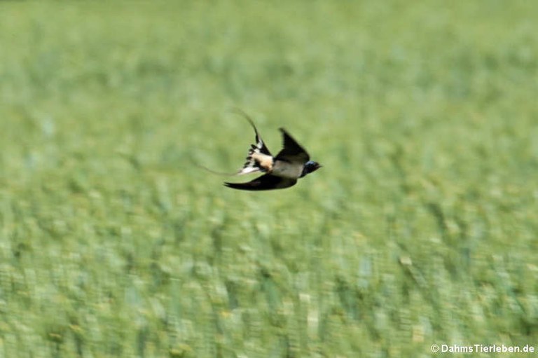 Hirundo rustica