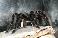 Lasiodora parahybana in DahmsTierleben