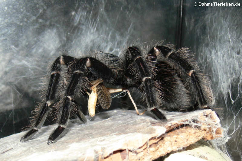 Lasiodora parahybana