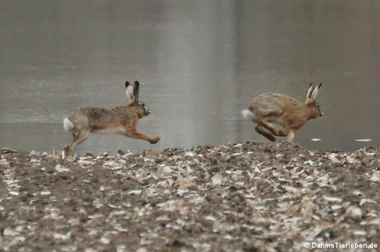 Lepus europaeus