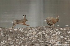 Feldhasen (Lepus europaeus) am Rhein in Köln-Sürth