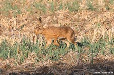 Feldhase (Lepus europaeus) in Köln-Rondorf