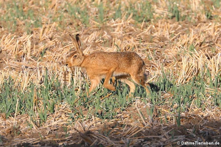 Lepus europaeus