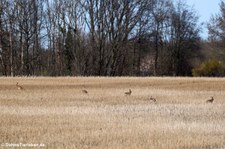 Feldhasen (Lepus europaeus) in Köln-Rondorf