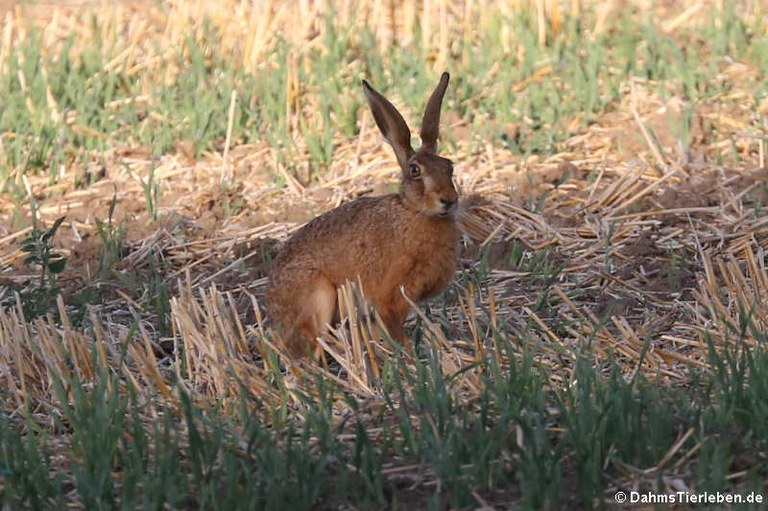 Lepus europaeus