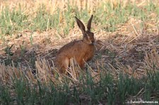 Feldhase (Lepus europaeus) in Köln-Rondorf