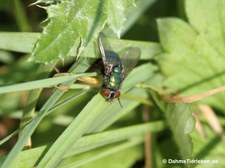 Goldfliege (Lucilia sericata) im Kölner Süden