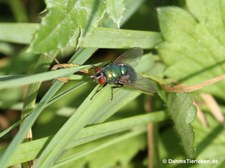 Goldfliege (Lucilia sericata) im Kölner Süden