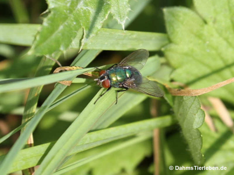 Lucilia sericata