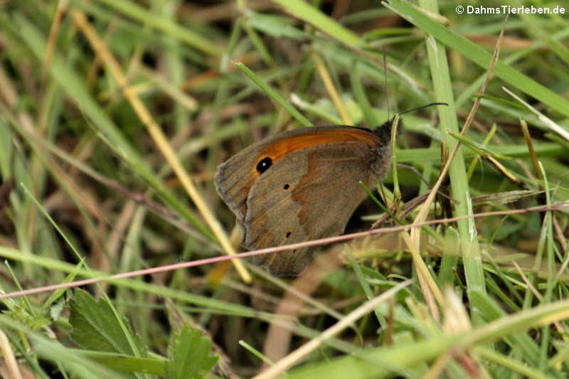 Großes Ochsenauge Maniola jurtina-3