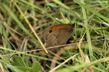 Großes Ochsenauge (Maniola jurtina) im Naturschutzgebiet Kiesgrube Meschenich