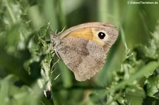 Großes Ochsenauge (Maniola jurtina) im Naturschutzgebiet Kiesgrube Meschenich